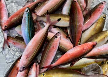 シュノーケル＆体験グルクン釣り🎣ツアー