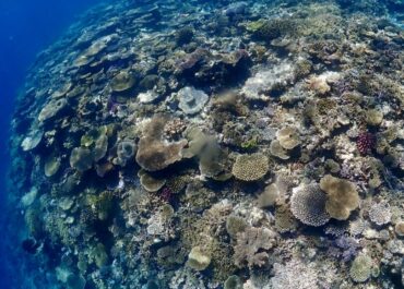 シュノーケル🐠ツアー