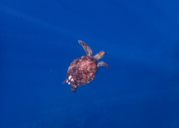 シュノーケル🐢ツアー