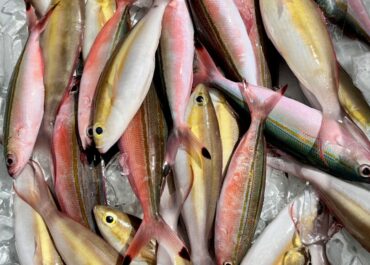 シュノーケル&体験グルクン釣り🎣ツアー