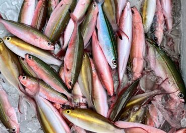 シュノーケル＆体験グルクン釣り🎣ツアー