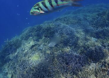 シュノーケル🐠ツアー