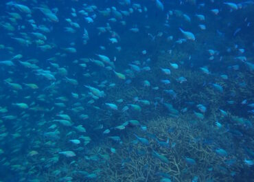 シュノーケル🐟ツアー