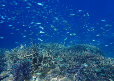シュノーケル🐠ツアー