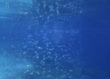 シュノーケル🐡ツアー