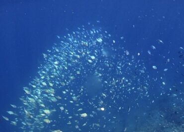 シュノーケル🐠ツアー