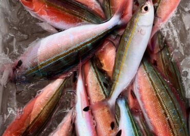 シュノーケル🤿体験グルクン釣り🎣ツアー