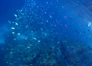 シュノーケル🐟ツアー